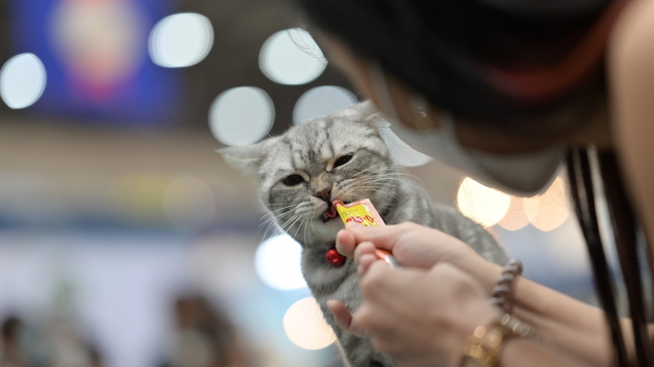 cat-snack-licking-2023