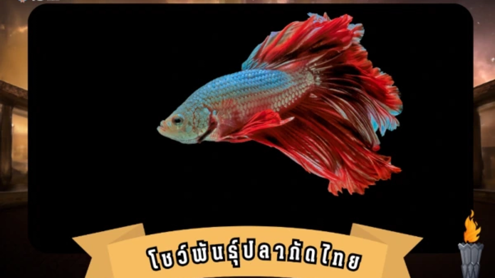 โชว์พันธุ์ปลากัดไทย