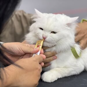 pet-variety-cat-snack-licking-24