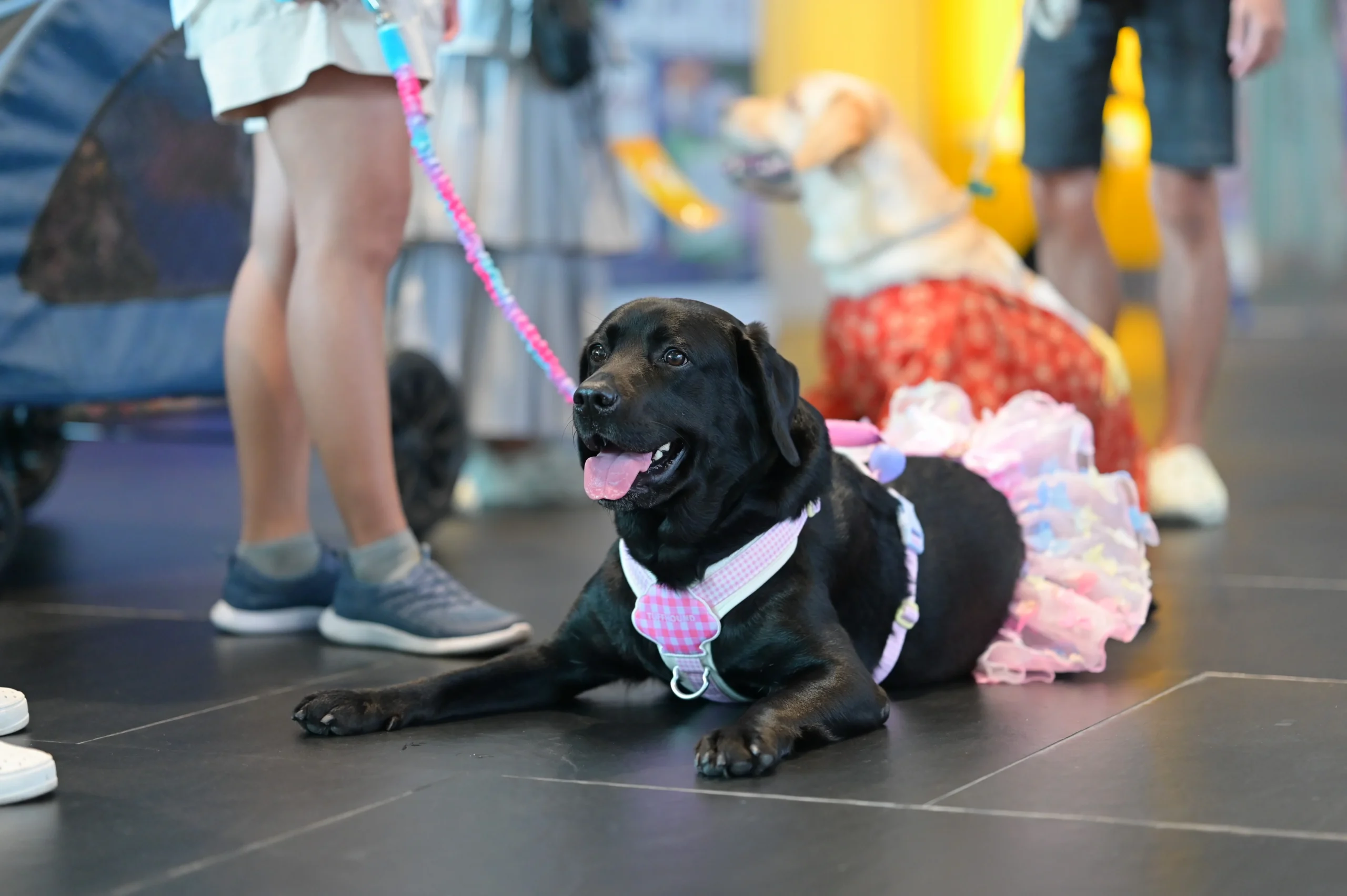 งาน Pet Variety เมืองทองธานี