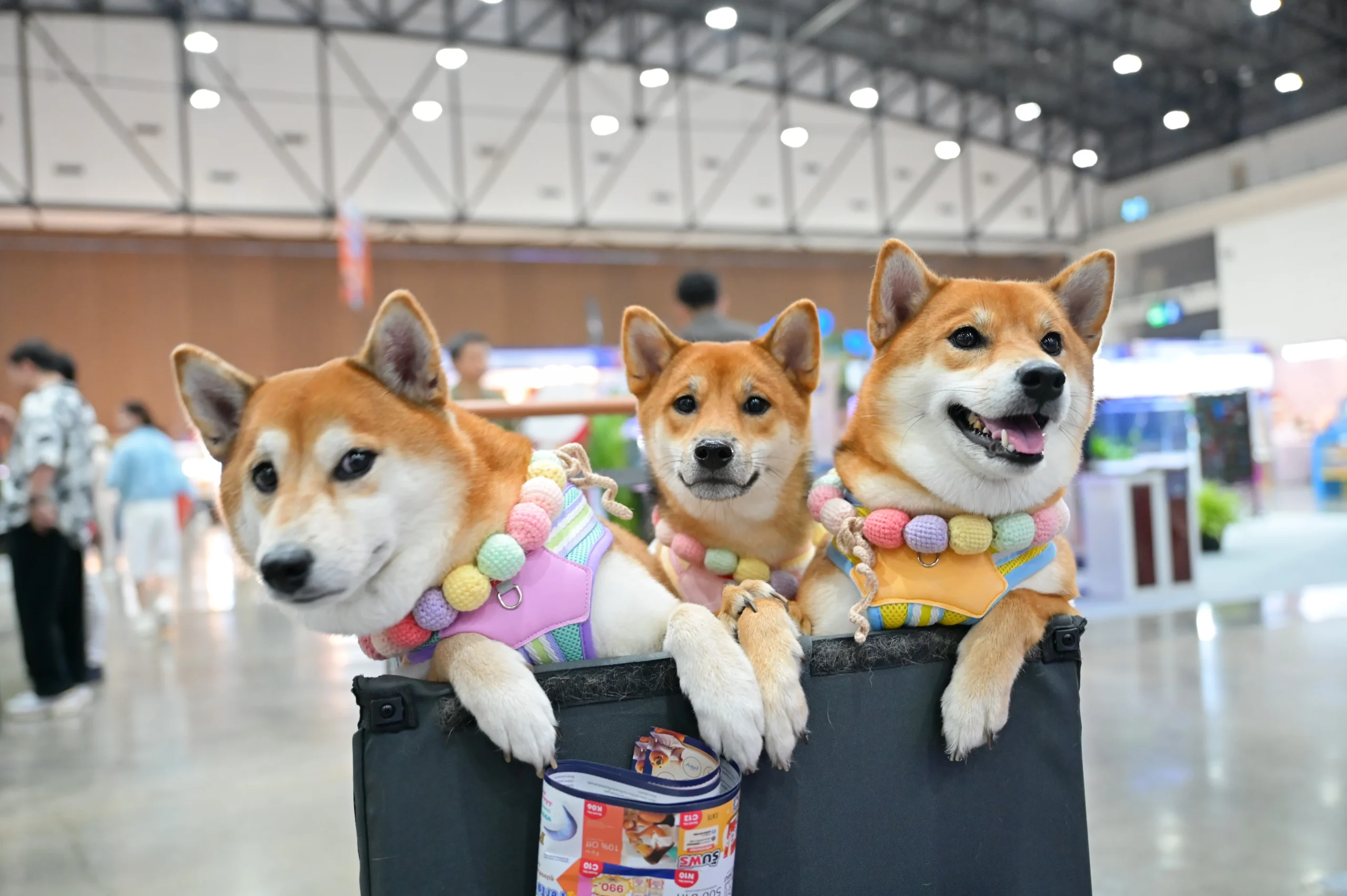 Petvariety