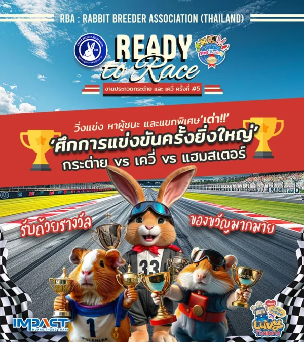 rabbitshow_racing_1